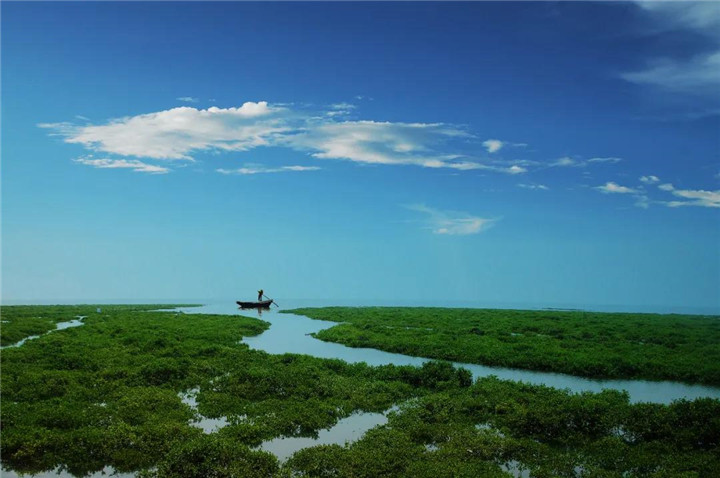 被称为"海上森林"的红树林是北海的金质名片,在这里,空气中弥漫的气息