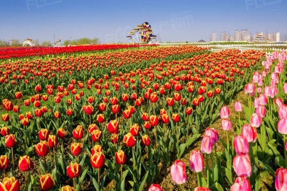 一起去鲜花小镇漫游花海,草地撒个野!