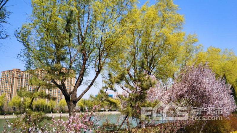 小劉這裡有望族公館,水岸華庭,汶河名郡,皇庭港灣,碧桂園鳳凰