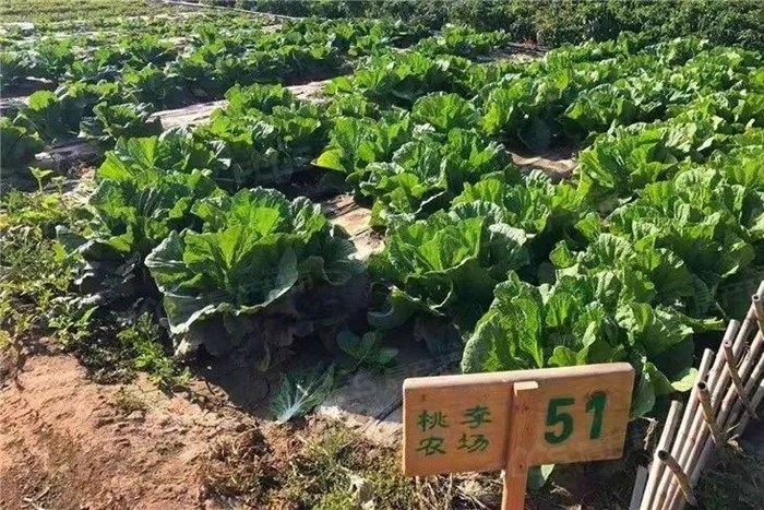 材料一凡分田 照人口_b站萝莉一凡脸照