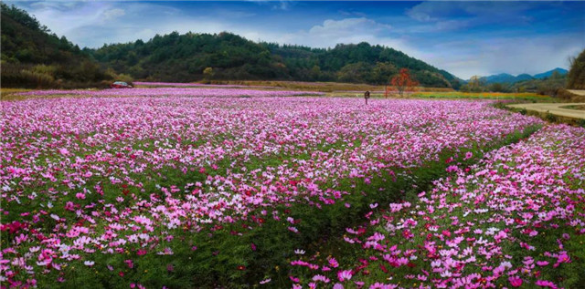 慢城花海