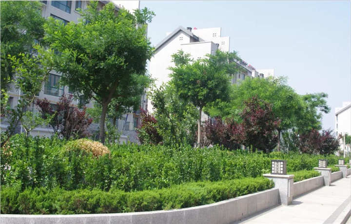 阳信阳城花园低密多层花园洋房的绿化率如何