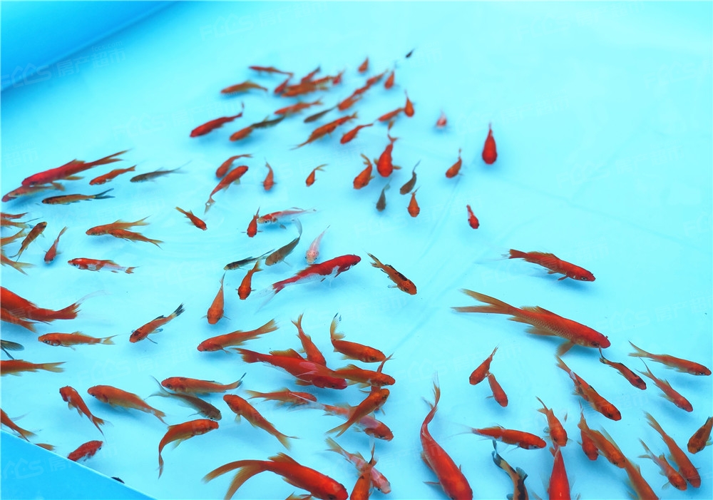 日本夏日祭捞金鱼图片